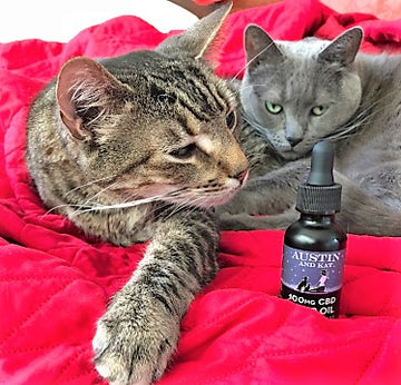Admiral has improved with Austin and Kat CBD oil.