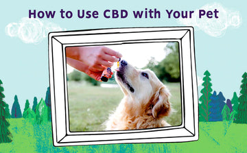 How to Use CBD for Dogs