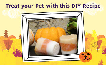 Four Ways to Make Halloween Less Scary for Pets