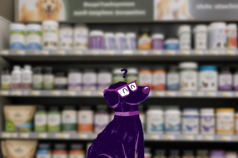 The Best Mushroom Supplements for Dogs: What to Look For