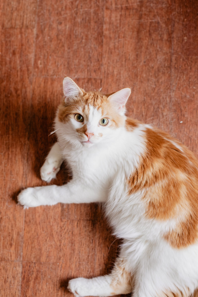 What Nobody Tells You About the First Two Weeks with a New Cat