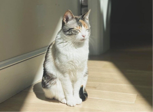 Purrfect Feline Formulas