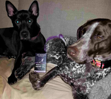 Two dogs enjoying their CBD oil