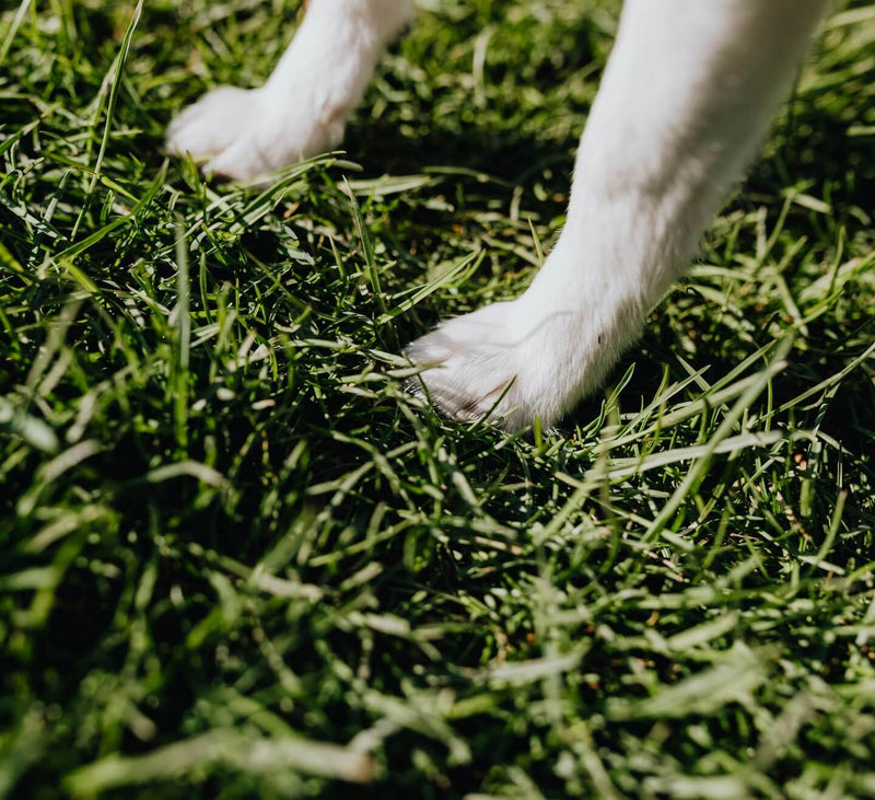 Can Mushrooms Help With Dog Allergies?