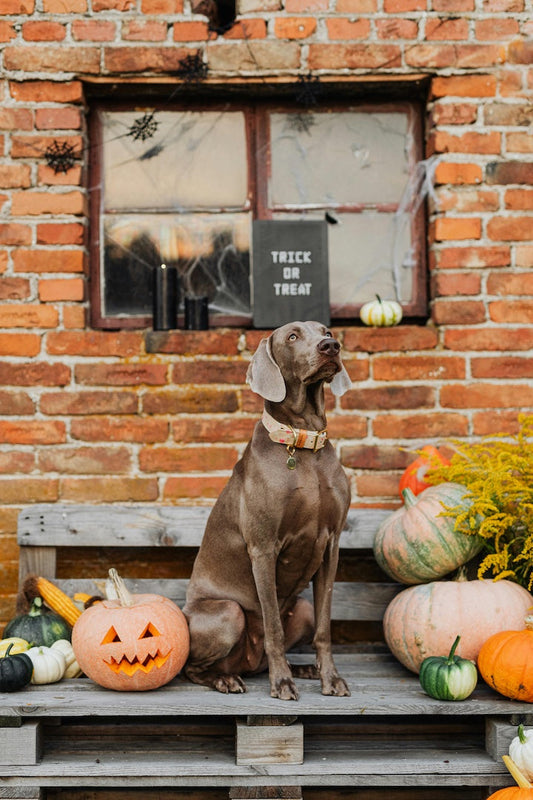Preparing Your Pups for Halloween