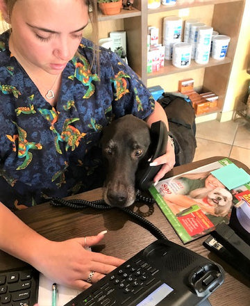 Horatio the pup is helping to answer phones.  He's feeling good with with his Austin and Kat CBD!