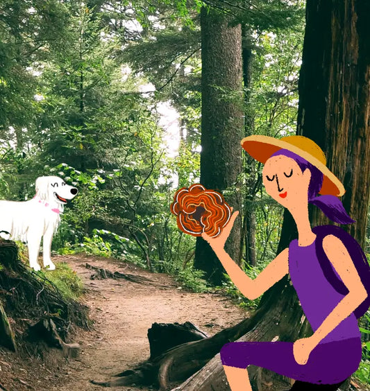 A Guide to Mushrooms for Dogs