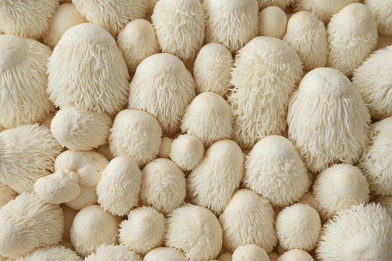 Lion's Mane: The Brain Mushroom
