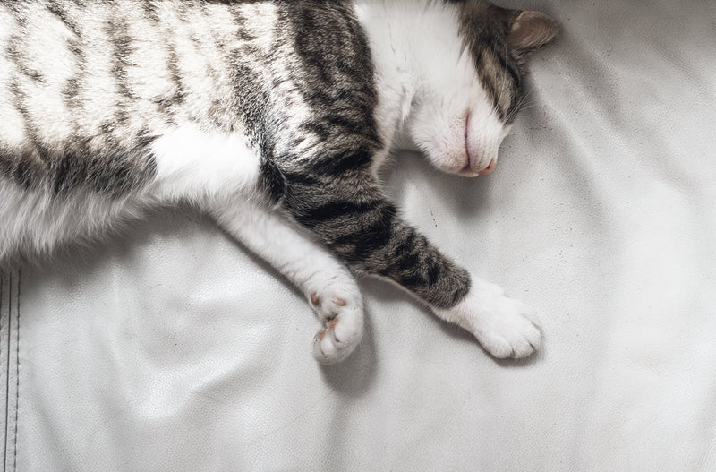 Why Your "Lazy" Cat Might Just Be Under-Stimulated