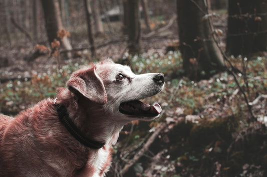 The Three Systems That Keep Senior Dogs Thriving