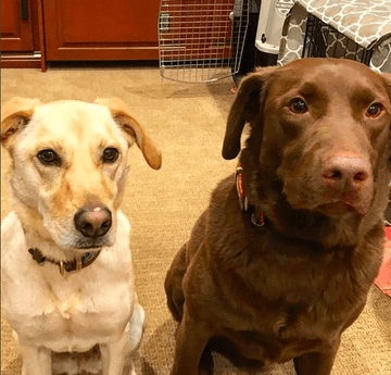 Testimonials-Ophelia and Sault-CBD for Pets-Austin and Kat