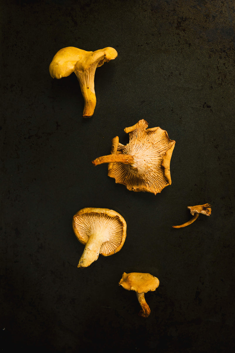 Why I Put My Dogs on Mushrooms (And Why Yours Might Benefit Too)