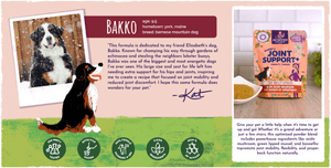 Real life inspiration for our unique mobility supporting hemp and botanical formulas - Bakko the bernese mountain dog pictured. Developed to specifically support dogs like Bakko who loved to explore throughout his life, but needed extra support in hips and joints. Icons: 3rd party tested, effective dosing, female-founded, clean ingredients, high active ingredients.