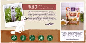 Real life inspiration for our immune supporting mushroom formulas - Lady Harper, Kat’s English Cream Retriever pictured. Developed to provide holistic support to young Lady Harper’s immune system as she grew with Kat and the pack. Icons: 3rd party tested, effective dosing, female-founded, clean ingredients, high active ingredients.
