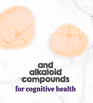 Austin and Kat Aging Dog botanical supplement powder featured ingredient lion’s mane mushroom provides alkaloid compounds for cognitive health..