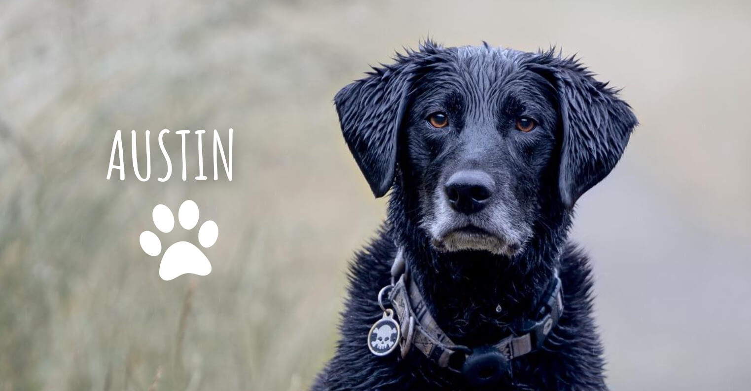 Austin, the black lab. Kat's dog and inspiration for starting Austin and Kat and create natural supplements for dogs.