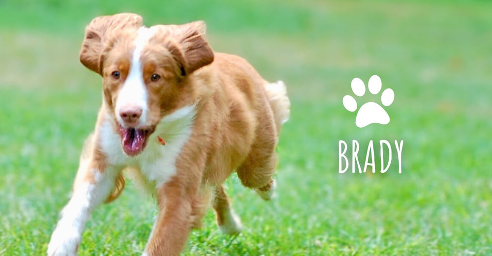 Brady, one of Kat's oldest dogs - his senior years inspired the early formulas of Austin and Kat. And his memory lives on in the holistic, natural, senior formulas to support aging dogs.