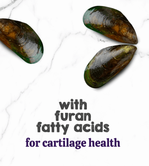 Austin and Kat Mobility Support CBD Oil for dogs featured ingredient New Zealand Green Lipped Mussel adds furan fatty acids for cartilage health.