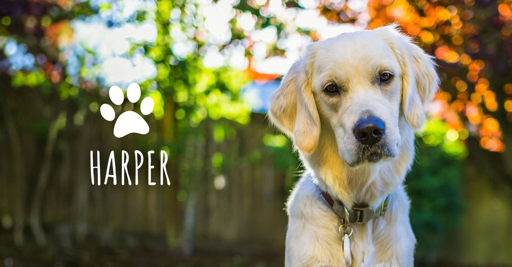 Harper, the English cream lab - she came to Kat as a puppy and inspired the desire for mushroom-based immune support for growing pups!
