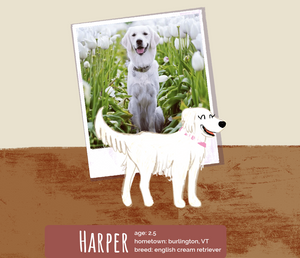 Real life inspiration for our immune supporting mushroom formulas - Lady Harper, Kat’s English Cream Retriever pictured.